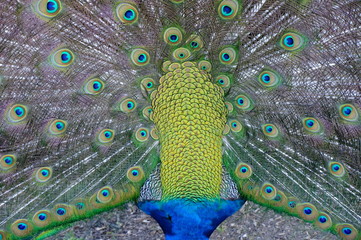 Obraz premium peacock with feathers