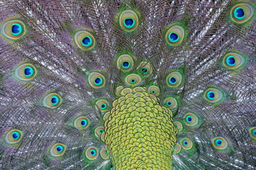 Obraz premium peacock with feathers