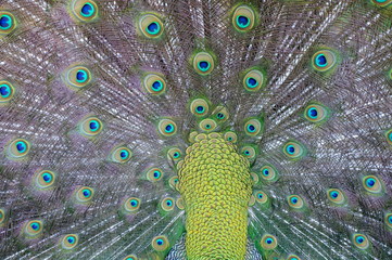Obraz premium peacock with feathers