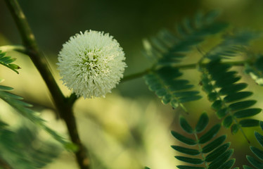 Natural floral background. Acacia branch with a round white flower on a background of green leaves. Horizontal, closeup, blur. The concept of natural beauty.