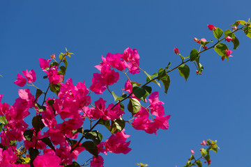 Natural floral background. Bougainvillea branch with pink vibrant flowers against the blue sky. Horizontal close-up. The concept of natural beauty.