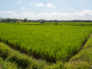 Fototapeta na wymiar Bali, Indonesia, november 2019: Amazing landscape background. Rice fields, green grass, blue sky