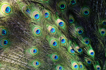 peacock with feathers