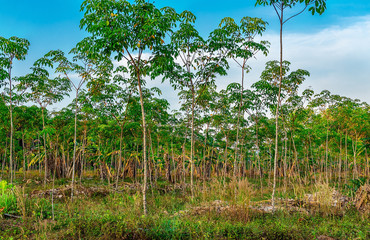 Para rubber tree, latex rubber plantation and tree rubber