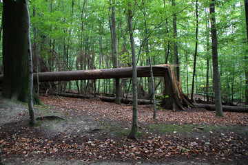 Sturmschaden in einem Wald