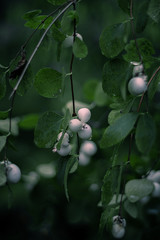 Baum, weiße beeren