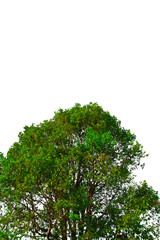 Isolated tree on white background