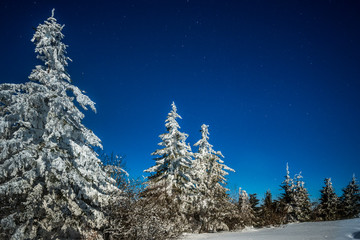 Fototapeta na wymiar Mystical magical night landscape of snowy fir
