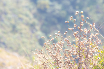 Grass flower at forest mountain.