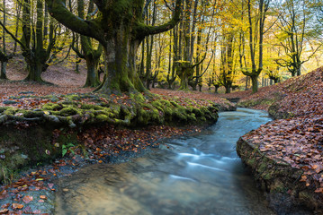 Otzarreta beech forest, Gorbea Natural Park, Basque Country, Spain	