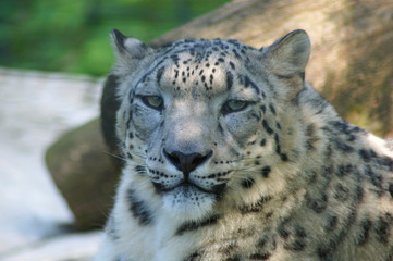 Fototapeta na wymiar schneeleopard