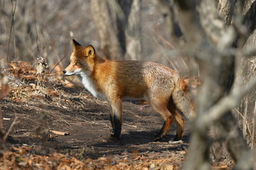 Wild red fox Vulpes vulpes in natural habitat in the woods. Russky island, Vladivostok, Far East Russia.