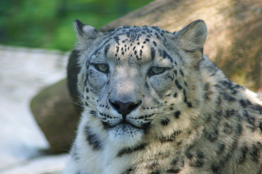 schneeleopard