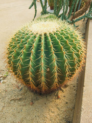 Echinocactus grusonii tree in gardening