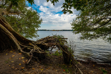 Fototapeta na wymiar Freiliegendes Wurzelwerk eines umgestürzten Baumes am Ufer des herbstlichen Tegeler Sees