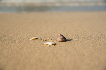 모래 해변위 소라 조개 껍데기