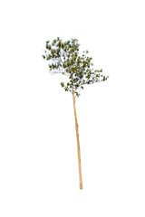 Isolated tree on white background