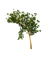 Fototapeta premium Isolated tree on white background