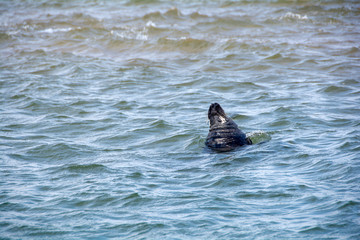 Fototapeta premium wild Seals on the beach