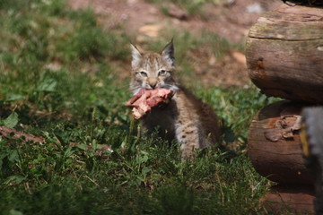 kleiner luchs