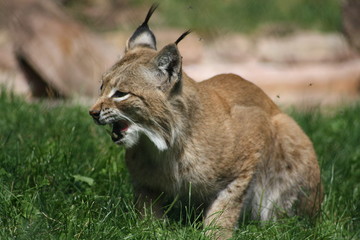 luchs