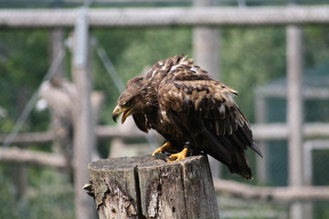 adler