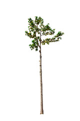 Isolated tree on white background