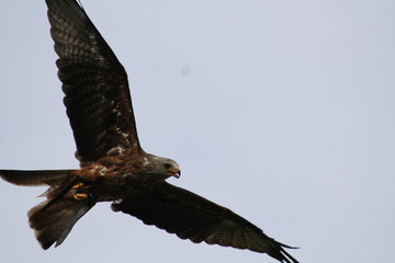 falke