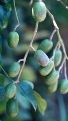 Ambarella or Spondias dulcis on the tree in Indonesia.