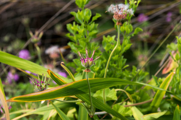 Eden project domes in St Austill Cornwall United Kindom