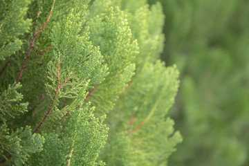 Green leaf of pine tree background.