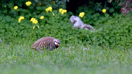 Chukar partridge (Alectoris chukar), Greece
