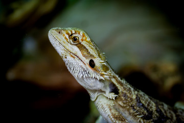 bearded dragon