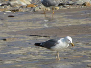 Beautiful gulls of great beauty and nice color mugging for the camera