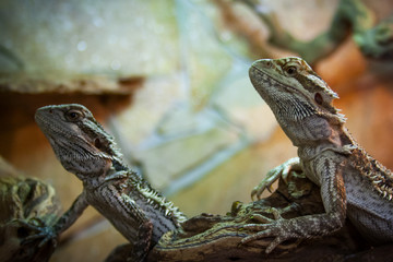 bearded dragons