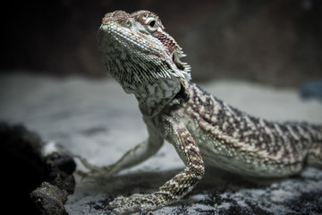 bearded dragon