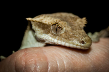 gecko