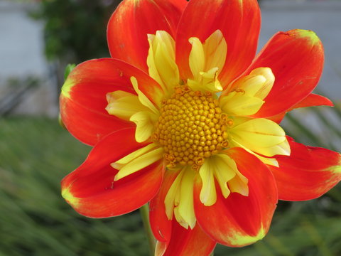 Beautiful picture of flowers with red and yellow very intense