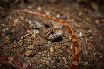 little snake
