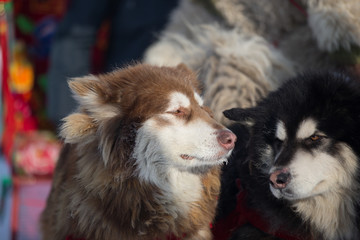 Close-up view of husky in the snow in the Northeast China
