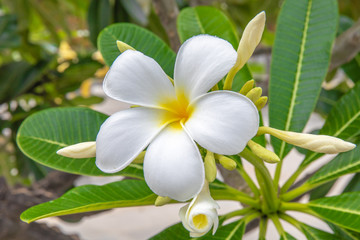 Obraz na płótnie Canvas Frangipani White Flower.