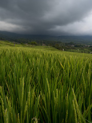 Indonesia, november 2019: Jatiluwih rice terraces. The beautiful rice fields in bali have been designated the prestigious UNESCO world heritage site. Bali Rice Terraces