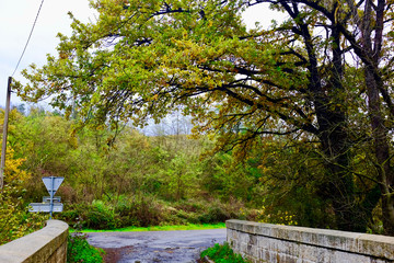 ARBRE  PONT LOIRE