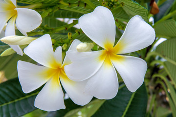 Frangipani White Flower.