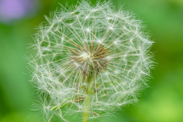 transparent dandelions on a green background. fluffy dandelion. beneficial plants. wildflowers. spring park