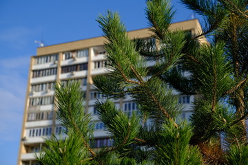 Fototapeta na wymiar spruce on the background of a multi-storey residential building