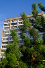 Fototapeta na wymiar spruce on the background of a multi-storey residential building
