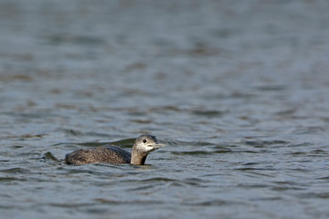 Red-throated Loon (Gavia stellata), Crete