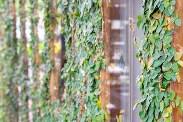 Green ivy plant on the old wooden plank and mirror.