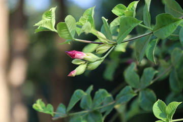 Fototapeta na wymiar Allamanda blanchetii or purple allamanda flower and green leaves iwith plant n the garden. It is a flowering plant in the family Apocynaceae.Native to Brazil.Ornamental plant also called red bell.